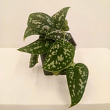 Baby House Plant Giveaway! UDistrict Art Walk - April 18th