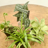 Baby House Plant Giveaway! UDistrict Art Walk - April 18th