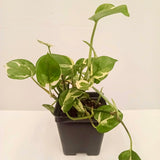 Baby House Plant Giveaway! UDistrict Art Walk - April 18th