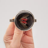 Sarah Sindler | Spotted Lanternfly