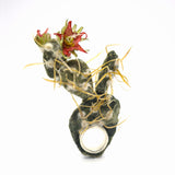 Lena Echelle | Tephrocactus joya