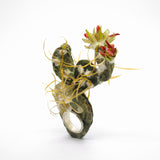 Lena Echelle | Tephrocactus joya