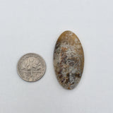 Graveyard Point Plume Agate