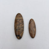Biggs Picture Jasper