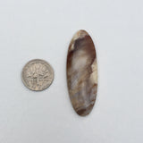 Saddle Mountain Petrified Wood