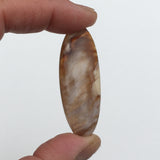 Saddle Mountain Petrified Wood