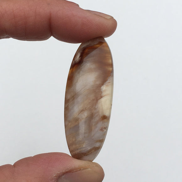 Saddle Mountain Petrified Wood