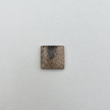 Petrified Palm Wood