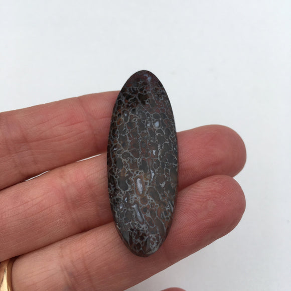 Petrified Dinosour Bone