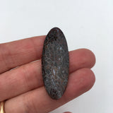 Petrified Dinosour Bone