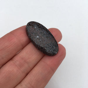 Petrified Dinosour Bone