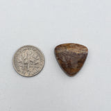 Petrified Wood