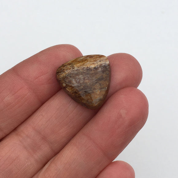 Petrified Wood