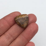 Petrified Wood