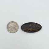 Petrified Wood